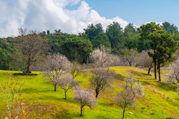 A field of trees with the word olive on it