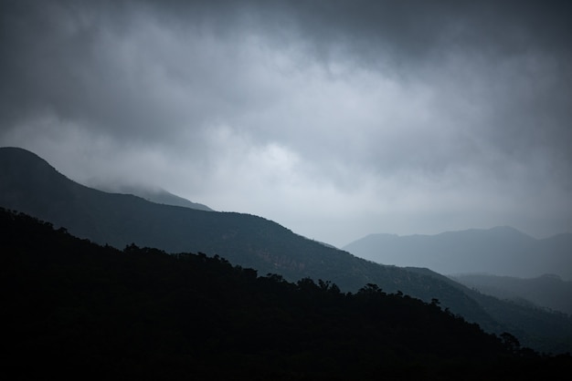 the field of tropical forest, natural landscape scene