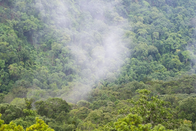 The field of tropical green forest, National park of Thailand