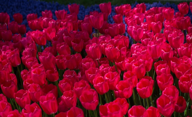 A field of tulips with blue and red flowers in the background.