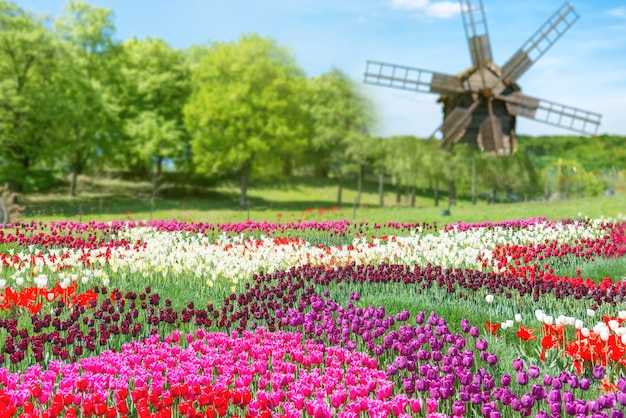 Field of tulips with many colorful flowers and mill in the green park