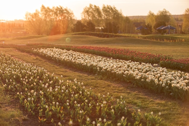 A field of tulips with the sun setting behind it