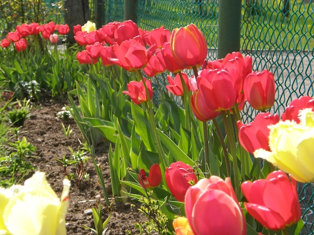 A field of tulips with the word tulips on the bottom