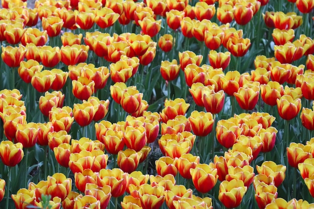 Foto un campo di tulipani con la parola tulipani sul fondo.