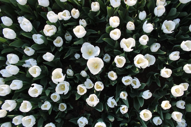 A field of tulips with the word tulips on it