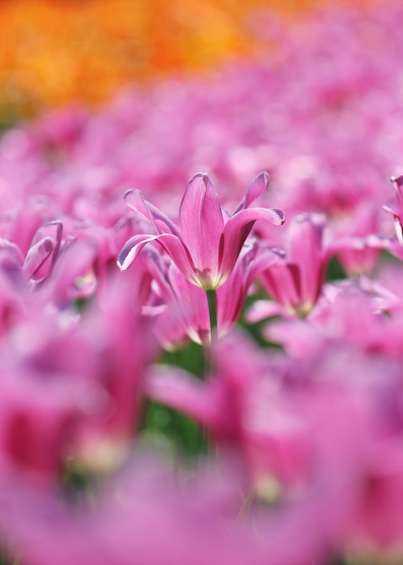 Field of tulips