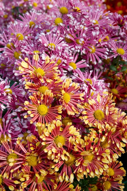 Photo field of two colors chrysanthemums.