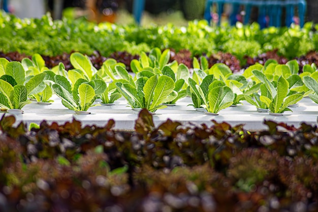 Field vegetable lettuce fresh organic farm Close up hydroponic vegetable plantation green