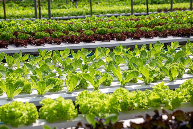 Field vegetable lettuce fresh organic farm Close up hydroponic vegetable plantation green