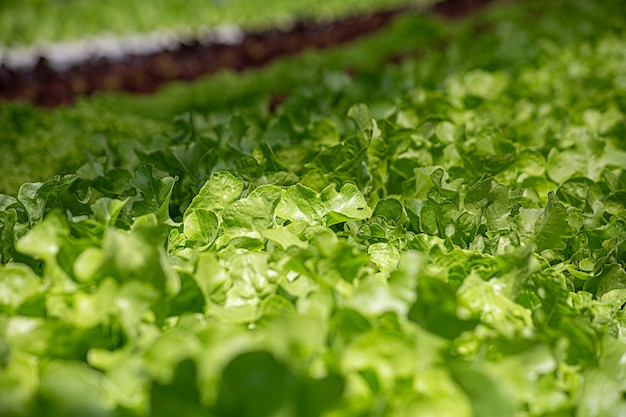 Field vegetable lettuce fresh organic farm Close up hydroponic vegetable plantation green