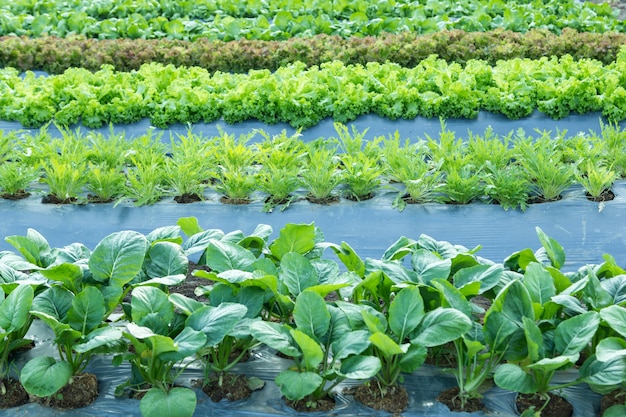 field of vegetable with plastic cover