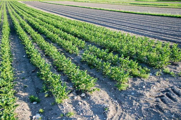 Field of vegetables on an agriculture farm celery