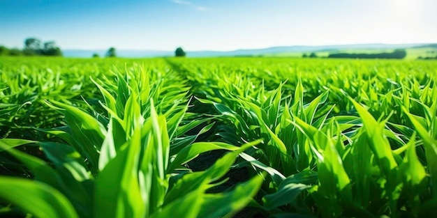 Field of vibrant green biofuel crops