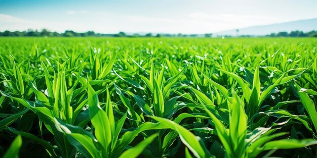 Field of vibrant green biofuel crops