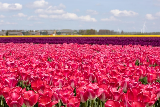 Field of vibrant pink tulips in Netherlands