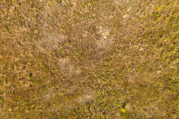 夏の背景の上からのフィールドビュー