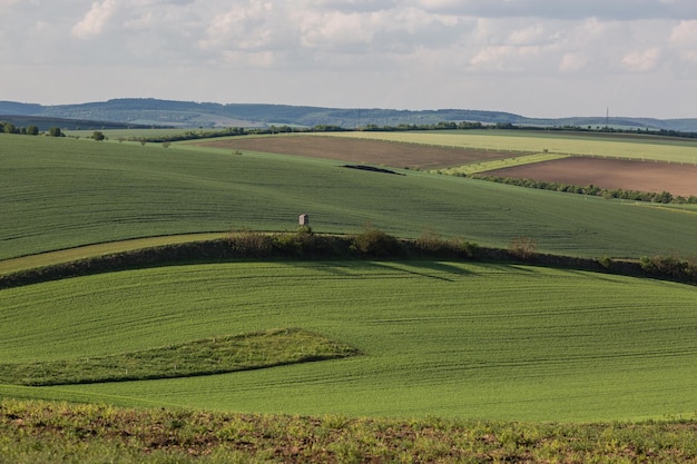 Photo field waves with trees in the spring in south moravia czech republic