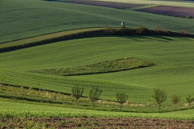 Field waves with trees in the spring in South Moravia Czech Republic