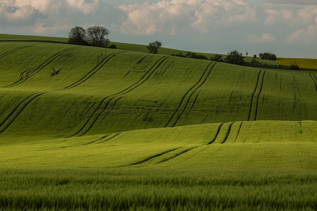 Field waves with trees in the spring in South Moravia Czech Republic