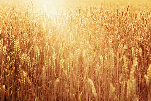 Field of wheat at autumn, rich harvest concept