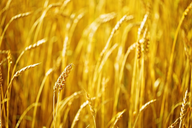 Field of wheat at autumn. Rural landscape. Rich harvest concept