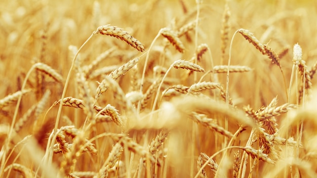 Field of wheat at autumn
