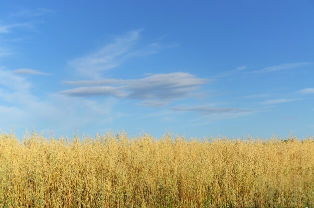 青い空を背景に麦畑。