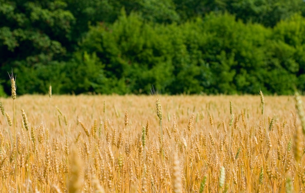 Поле пшеницы на фоне леса