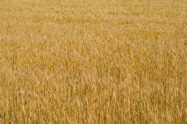 Field of wheat background