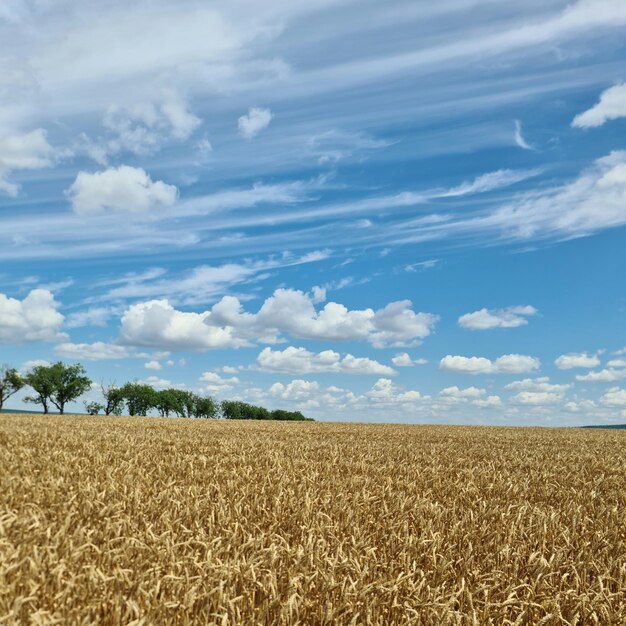 Foto un campo di grano sotto un cielo blu