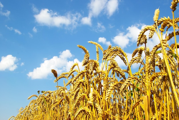 Field of wheat over blue sky