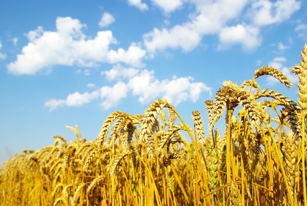 Поле пшеницы над голубым небом