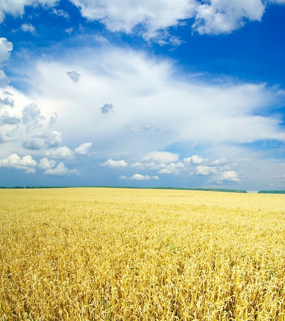 Field of wheat over blue sky