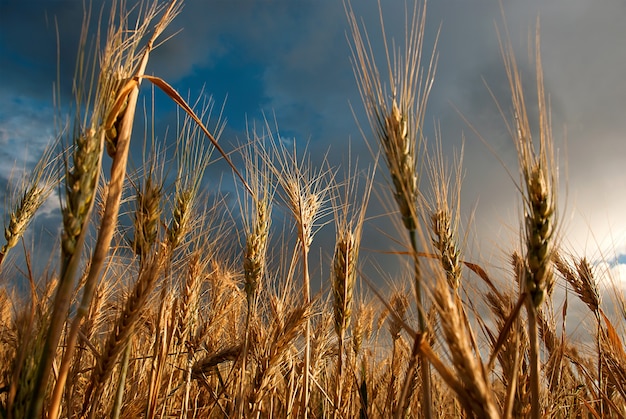 Campo di grano in una giornata nuvolosa d'estate