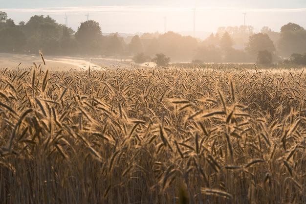 A field of wheat early in the morning at sunrise fog