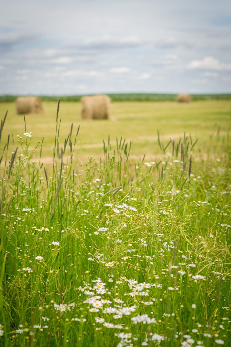 Photo 밀과 꽃의 필드 필드에 건초 bales