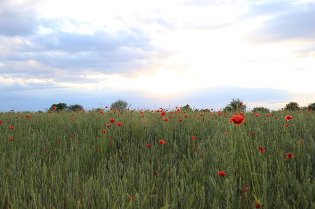 Field of wheat green wheat against the backdrop of sunset clouds Field of green wheat and red poppies wild poppy flower among the field Grain crop in the process of ripening new crop