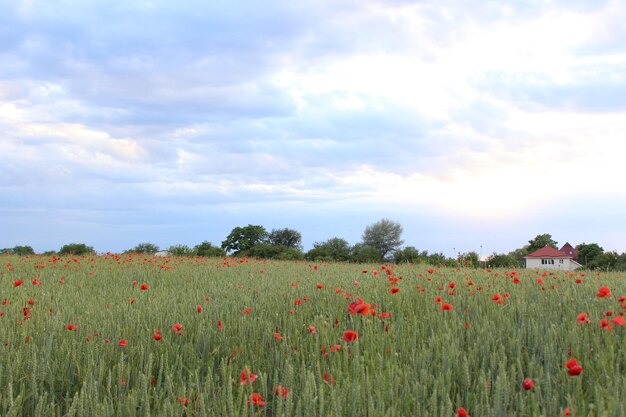 Field of wheat green wheat against the backdrop of sunset clouds Field of green wheat and red poppies wild poppy flower among the field Grain crop in the process of ripening new crop