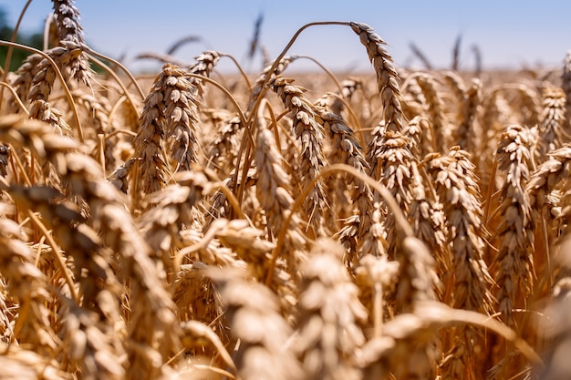Косят пшеничное поле, колосья опущены