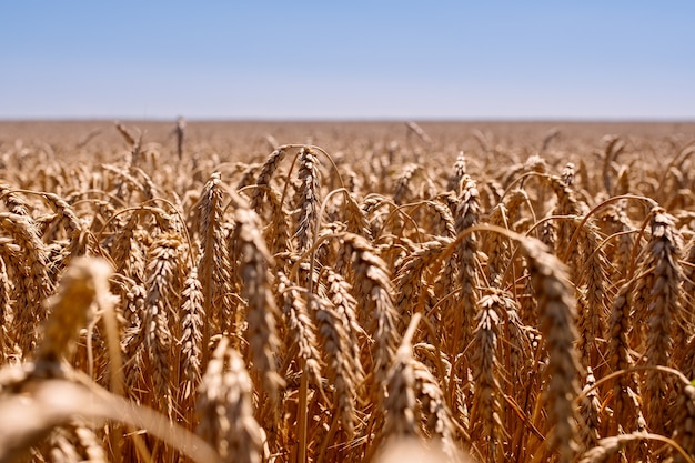 Field of wheat is being mowed the ears are tilted