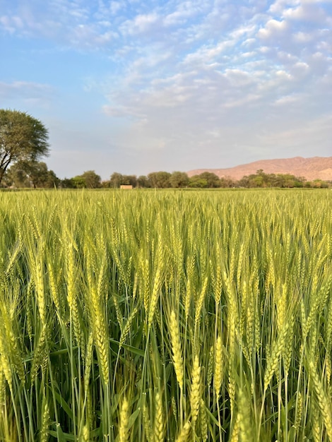 砂漠の中に小麦畑が見えます。