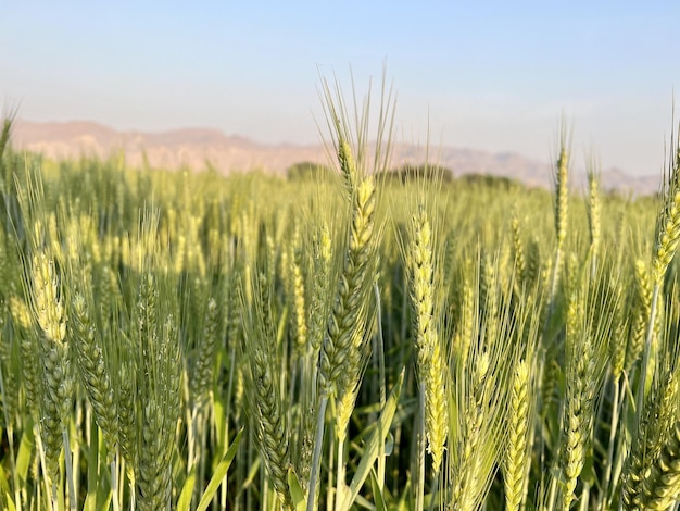 A field of wheat is shown in the desert.