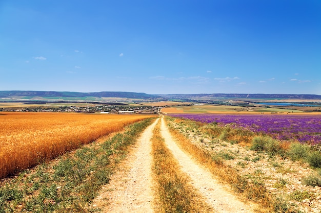 Field of wheat and lavender field in Crimea. 