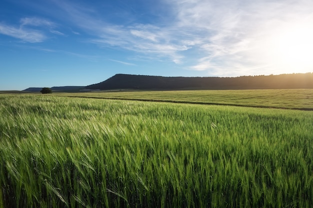 Field of wheat in the morning. Composition of nature