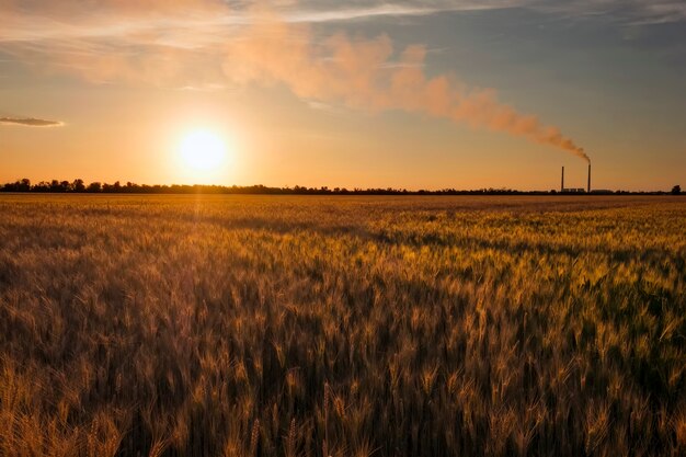 Поле пшеницы и электростанции против закатного неба.