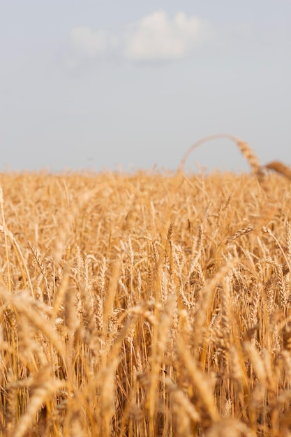 field of wheat in sunny summer day