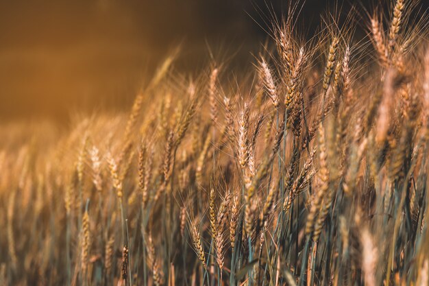 Field of wheat on sunset. Nature space