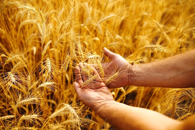 A Field Of Wheat Touched By The Hands Of Spikes In The Sunset Light Wheat Sprouts In A Farmer's Hand