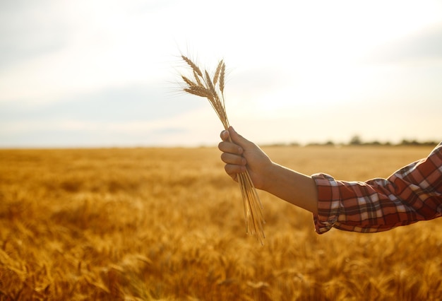 Поле пшеницы, тронутое руками колосьев на закате. Свет пшеницы. Ростки пшеницы в руке фермера.