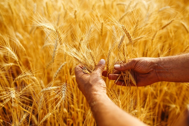 석양 빛에 스파이크의 손에 닿은 밀의 필드 농부의 손에 밀 싹